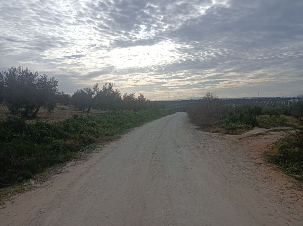 Al dejar atr&aacute;s las casas, descendemos por una pista entre olivos y campos de cultivo.